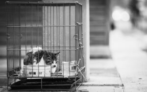15 Pet Industry Statistics to Crow About